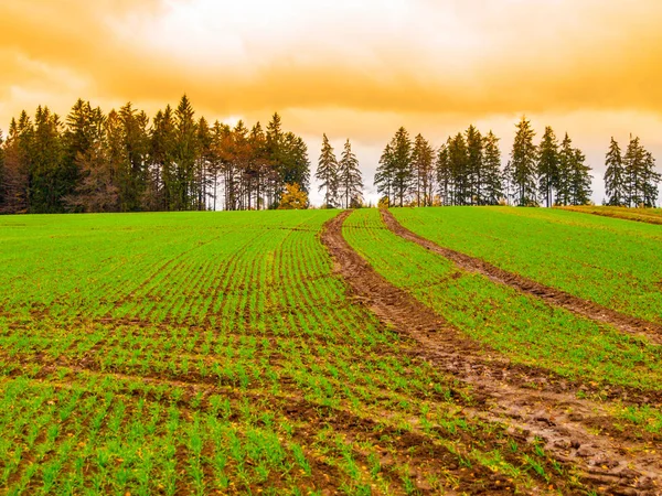 Green autumn field of freshly planted winter wheat in a rows — Stock Photo, Image