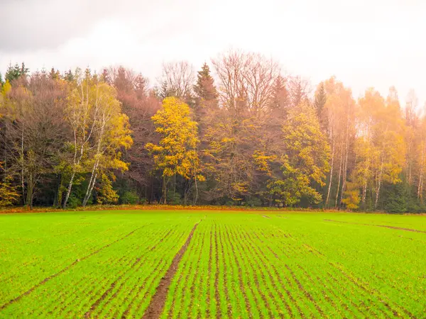 Зеленое осеннее поле свежепосаженной озимой пшеницы рядами — стоковое фото