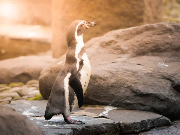 Humboldts tučňáka nebo tučňáka stojícího na zemi — Stock fotografie