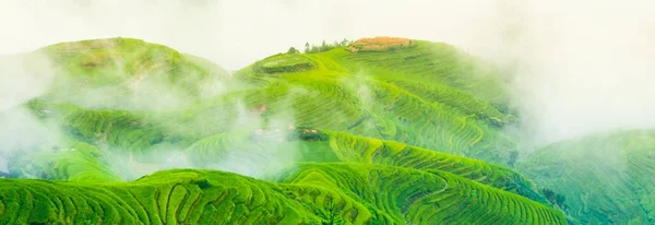 Zelená rýže terasová pole — Stock fotografie