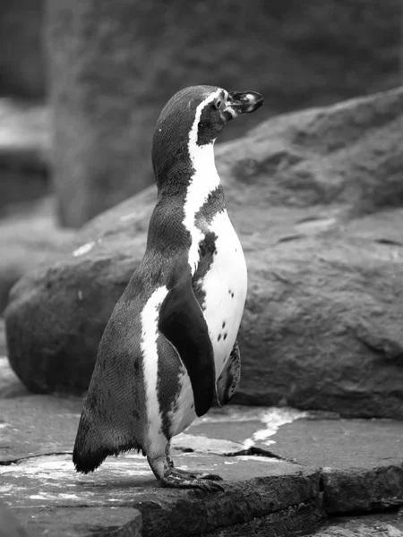 O pinguim Humboldts ou pinguim peruano em pé no chão — Fotografia de Stock