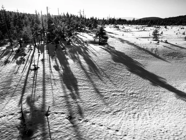 Vinter i Jizera Mountains vid solnedgång med långa skuggor av träd, Tjeckien — Stockfoto