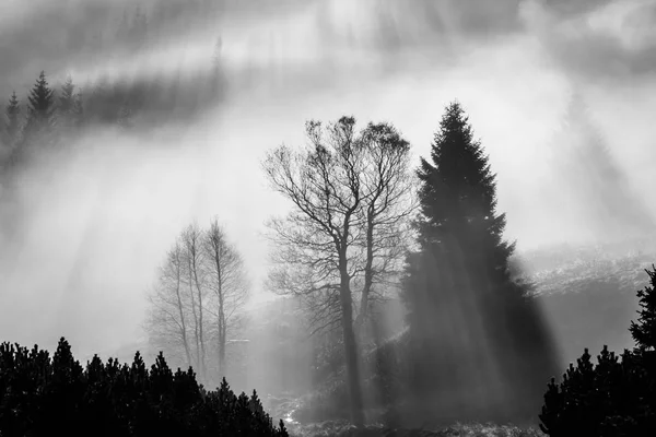 Mañana brumosa en la naturaleza. Rayos de sol de luz a través de la niebla con siluetas de árboles —  Fotos de Stock