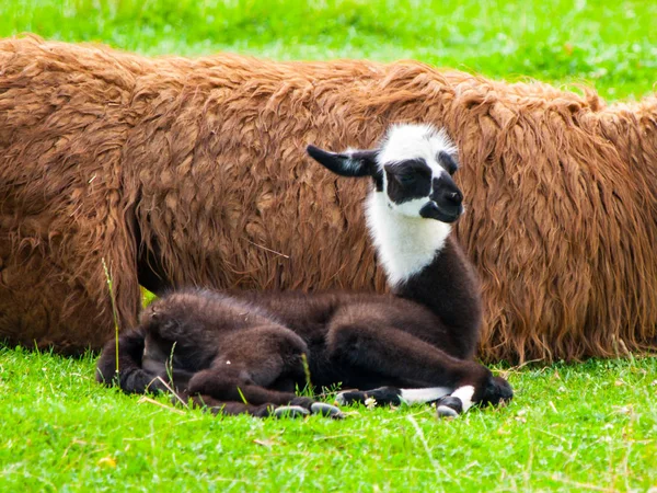 Bébé lama. Mammifère sud-américain mignon et drôle — Photo