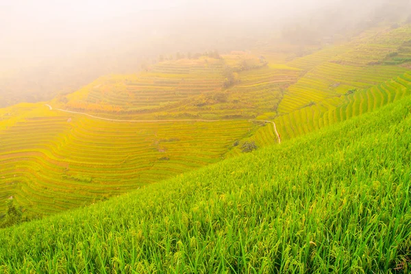 Gröna risfält terrass — Stockfoto