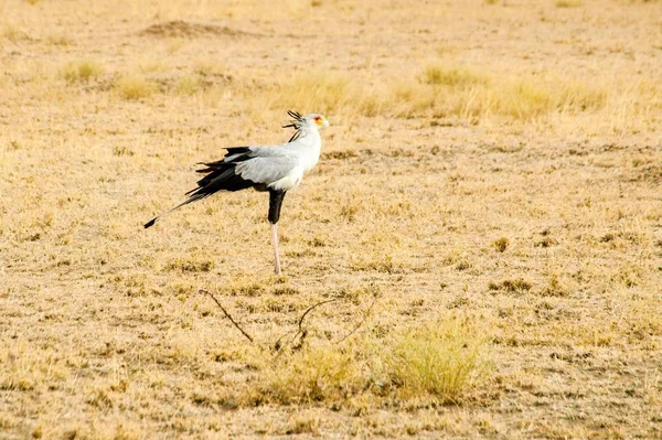 Secretarybird, Sagittarius serpentarius, em prados da África . — Fotografia de Stock