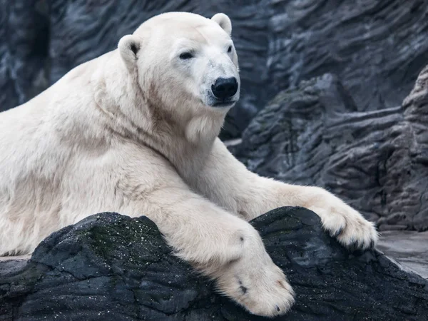 Retrato de un gran oso polar acostado en una roca — Foto de Stock