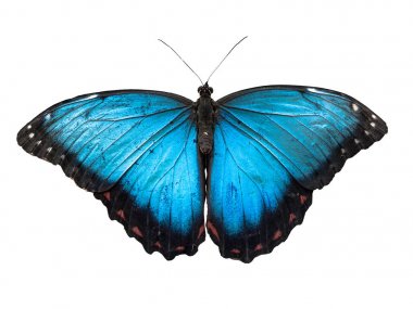 Blue Morpho butterfly, Morpho peleides, isolated on white background clipart