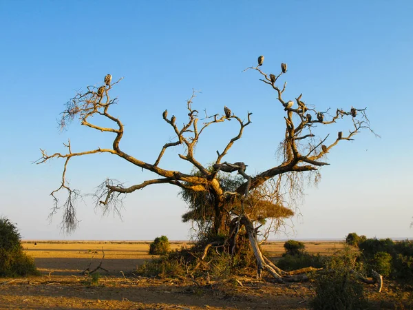 Toter Baum mit Geiern — Stockfoto