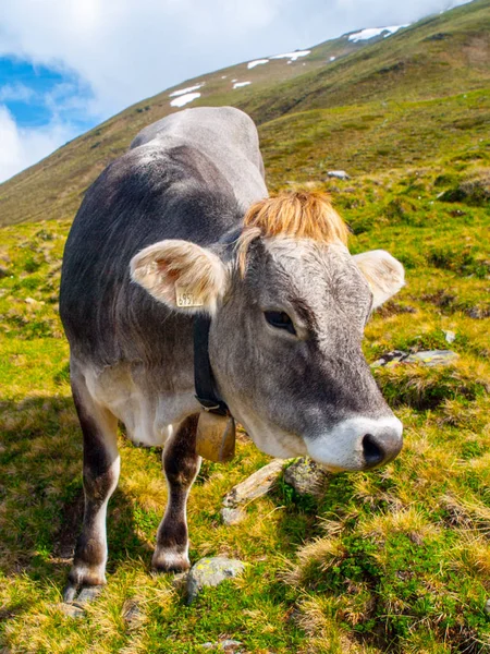 Söt grå alpina ko med bell i nacken som betar på ängen — Stockfoto