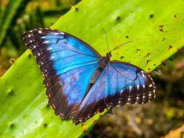 Blue Morpho Butterfly, Morpho peleides, sitting on a green leave — Stock Photo, Image