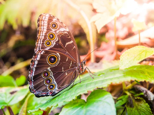 Blue morpho butterfly with closed wings sitting on a green leaf — Stock Photo, Image