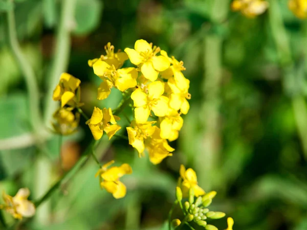 Vista close-up od colza, canola ou colza flor amarela — Fotografia de Stock