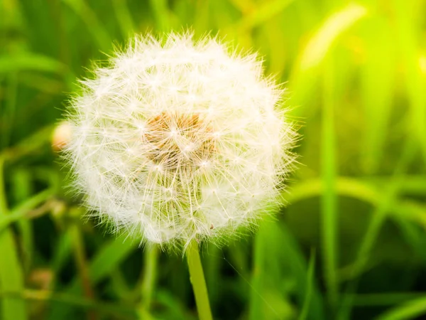 Diente de león descolorido con semillas blancas esponjosas en el prado verde — Foto de Stock