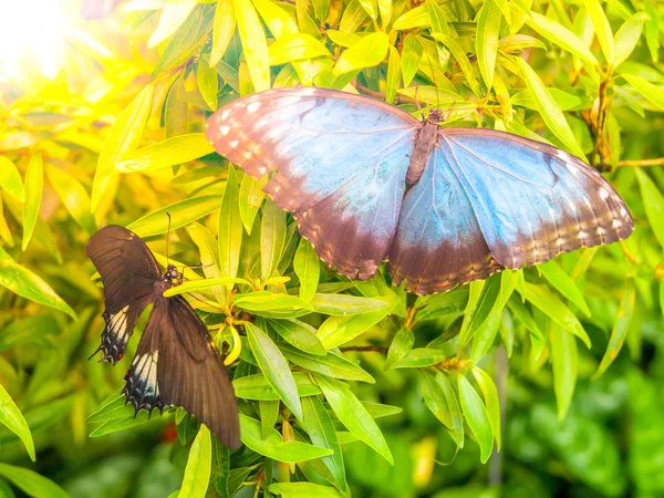 Papillon Morpho bleu, Morpho peleides, assis sur un congé vert — Photo