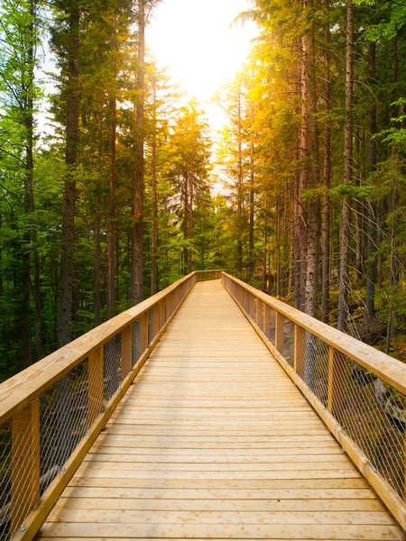 Wooden pathway in the forest — Stock Photo, Image