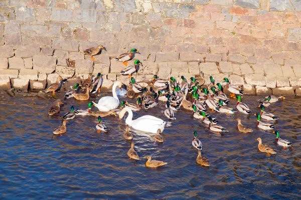 Group of many ducks and swans in the river — Stock Photo, Image