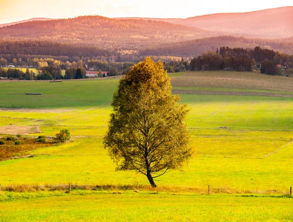 Paisagem de Sumava com árvore solitária no meio do prado, República Checa — Fotografia de Stock