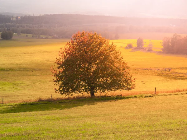 Landscape of Sumava with lonesome tree in the middle of meadow, Czech Republic — Stock Photo, Image