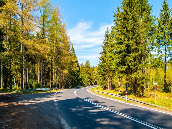 Asfaltvägen i gröna barrskogen på solig sommardag — Stockfoto