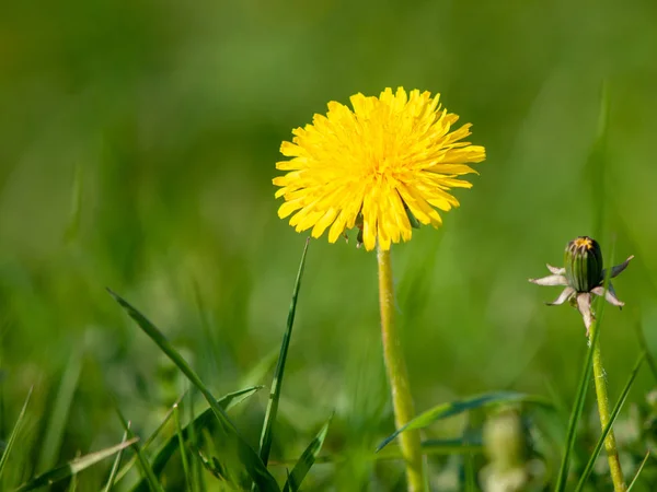 Single yellow blooming dandelion in the green spring meadow. With green grass bokeh background — Stock Photo, Image