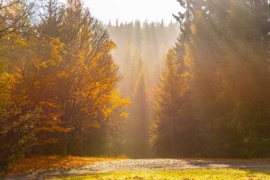 Autumn forest scene. Ray of lights in morning haze clipart