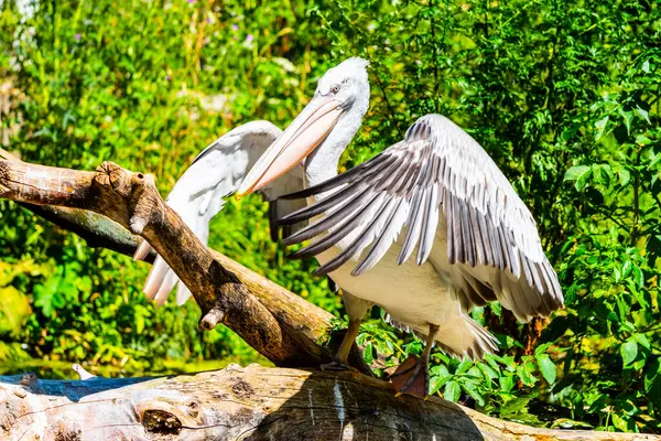 Pelikan sitzt mit ausgebreiteten Flügeln auf dem Ast — Stockfoto