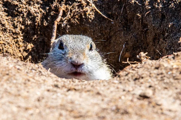 Europese grondeekhoorn, Spermophilus citellus, aka European souslik. Kleine schattige knaagdier in natuurlijke habitat — Stockfoto