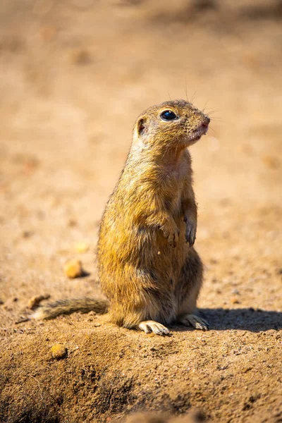 European ground squirrel, Spermophilus citellus, aka European souslik. Small cute rodent in natural habitat sitting on its hind legs — Stock Photo, Image