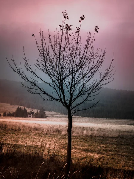 Kleiner einsamer Baum zur Herbstzeit. Jahrgangsstil — Stockfoto