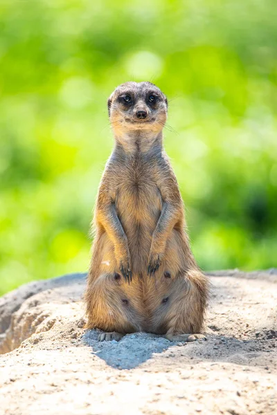 Erdmännchen, suricata suricatta, auf dem Felsen sitzend — Stockfoto