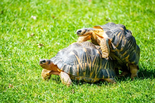 Paar schildpadden paren in het gras — Stockfoto