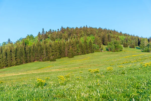 Bukovec heuvel boven Jizerka dorp op zonnige zomerdag, Jizera gebergte, Tsjechië — Stockfoto