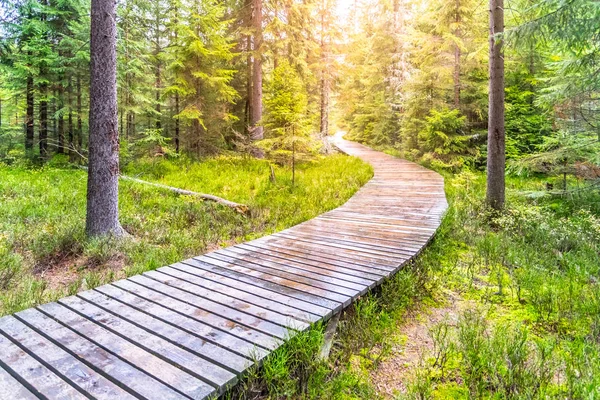 Autumn forest walk. Touristic wooden plank path — Stock Photo, Image