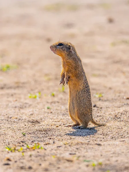 European ground squirrel, Spermophilus citellus, aka European souslik. Small cute rodent in natural habitat sitting on its hind legs — Stock Photo, Image