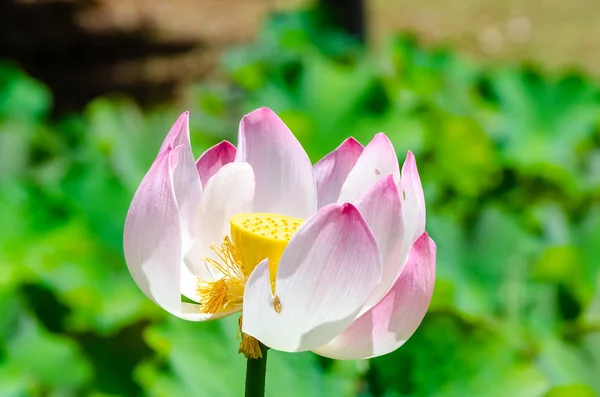 Vue rapprochée de la floraison rose du lotus partiellement fanée — Photo