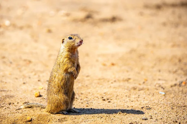 Ευρωπαϊκός σκίουρος, Spermophilus citellus, γνωστός και ως ευρωπαϊκός souslik. Μικρό χαριτωμένο τρωκτικό στο φυσικό περιβάλλον κάθεται στα πίσω πόδια του — Φωτογραφία Αρχείου