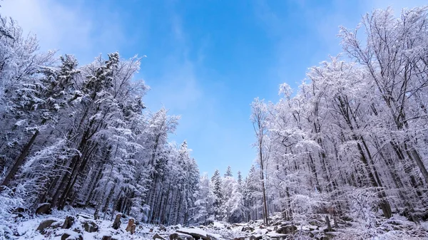 Winter forest scenery. Coniferous trees covered by snow and illuminated by evening sunset — Stock Photo, Image