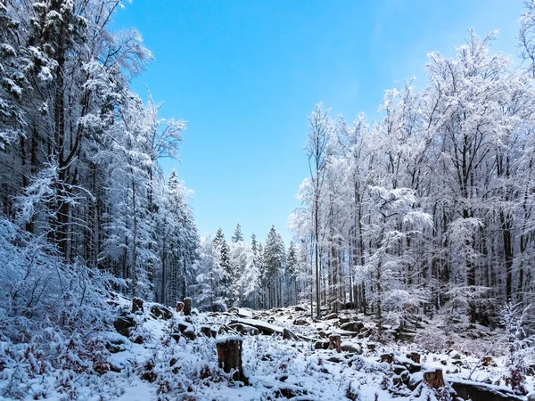 Winter forest scenery. Coniferous trees covered by snow and illuminated by evening sunset — Stock Photo, Image