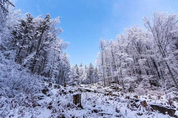 Winter forest scenery. Coniferous trees covered by snow and illuminated by evening sunset — Stock Photo, Image