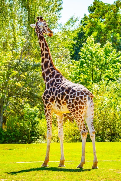 Giraffe staat in het groen. Afrikaanse wilde dieren — Stockfoto