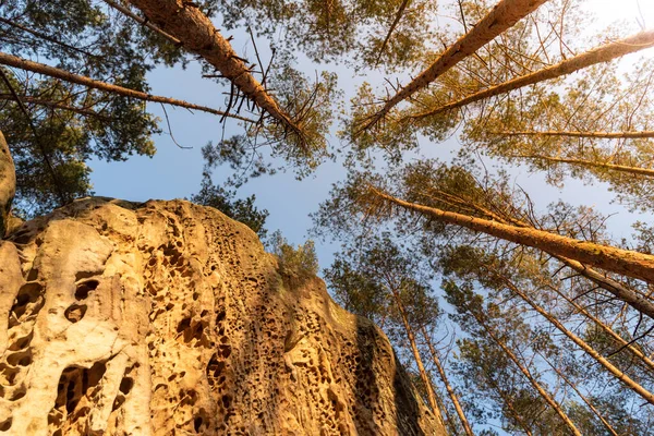 Piedra arenisca en bosque de pinos. Iluminado por el sol poniente —  Fotos de Stock