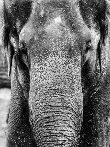 Elefante indiano ritratto ravvicinato in bianco e nero — Foto Stock