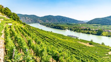 Sunny day in Wachau Valley. Landscape of vineyards and Danube River, Austria clipart