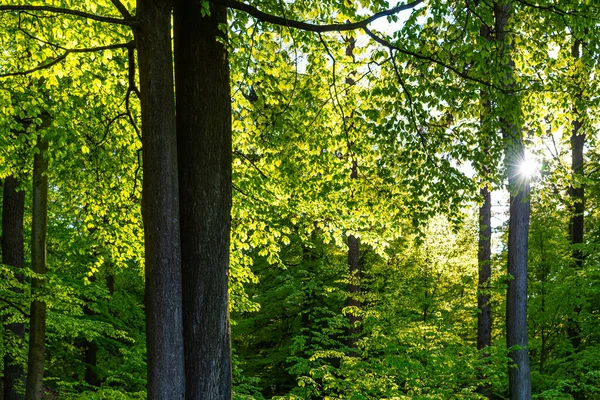 Floresta de primavera exuberante vegetação. Vista inferior da árvore decisiva iluminar pelo sol — Fotografia de Stock