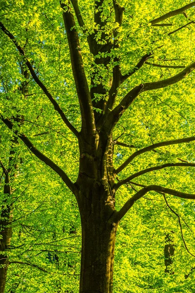 Bujná jarní lesní zeleň. Dolní pohled na listnatý strom ozářený sluncem — Stock fotografie