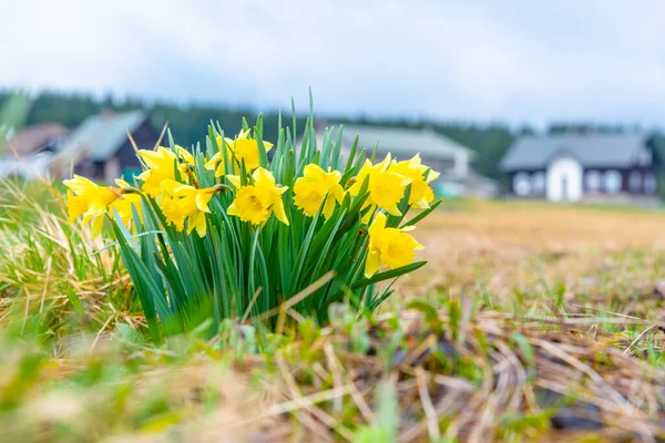 Narcisse jaune sauvage sur la prairie de montagne. Village de Jizerrka, Montagnes de Jizera, République tchèque — Photo