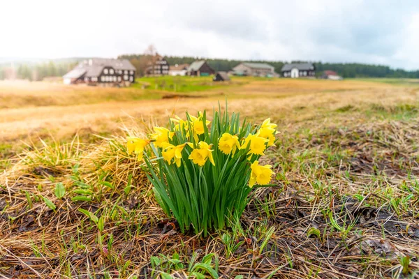 Dağ çayırında vahşi sarı Narcissus. Jizerrka Köyü, Jizera Dağları, Çek Cumhuriyeti — Stok fotoğraf