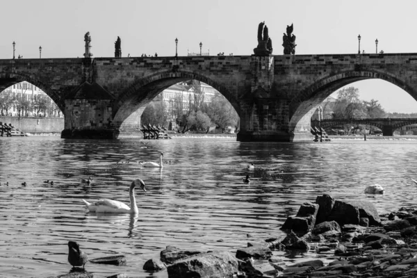 Vista sobre el puente de Carlos y los cisnes en el río Moldava en Praga al atardecer, República Checa —  Fotos de Stock