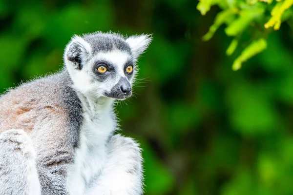 Ring-tailed lemur - endemic animal of Madagascar. Close-up portrait